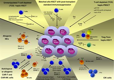 Novel Immune Cell-Based Therapies to Eradicate High-Risk Acute Myeloid Leukemia